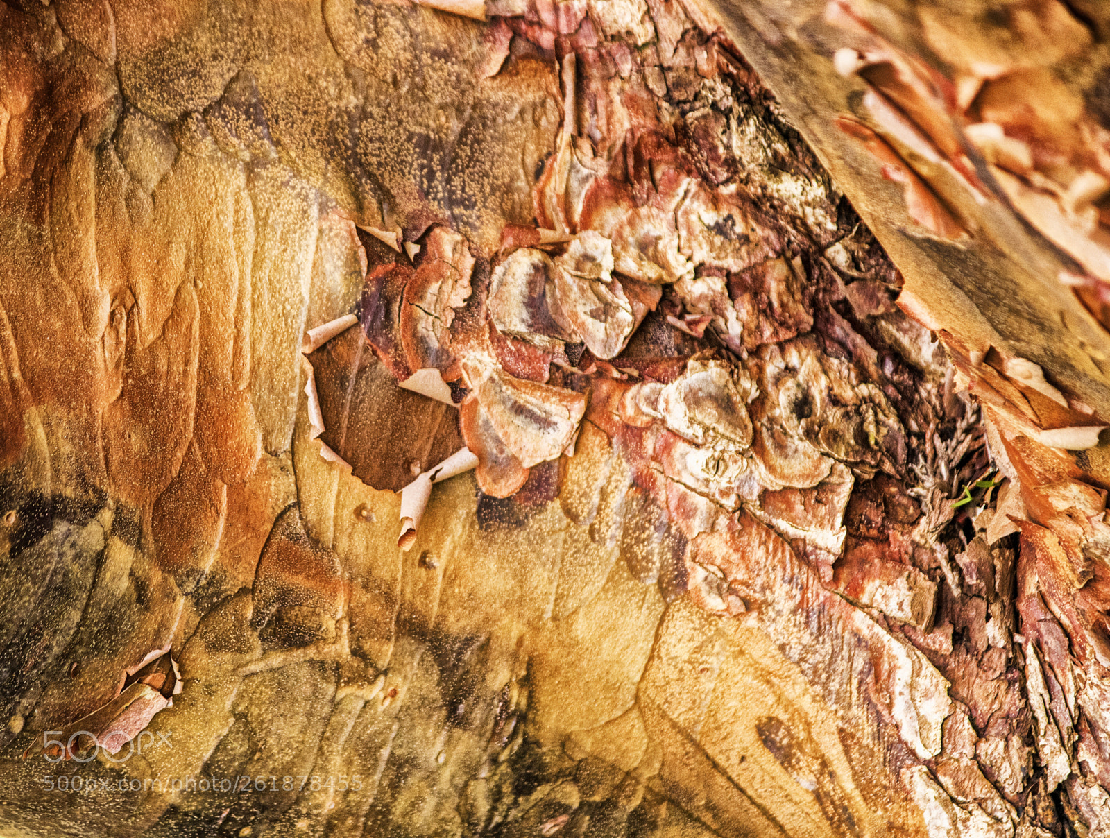 Canon EOS 750D (EOS Rebel T6i / EOS Kiss X8i) sample photo. Barkscape: paperbark maple photography