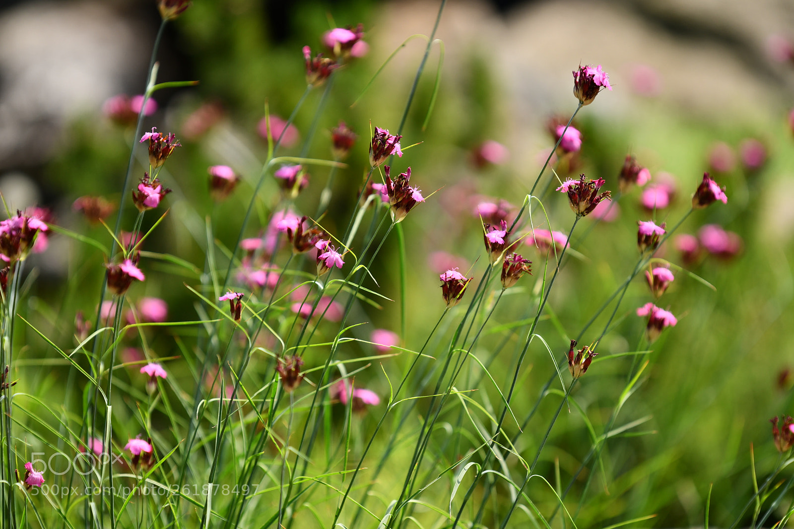 Nikon D7500 sample photo. Colours of nature photography