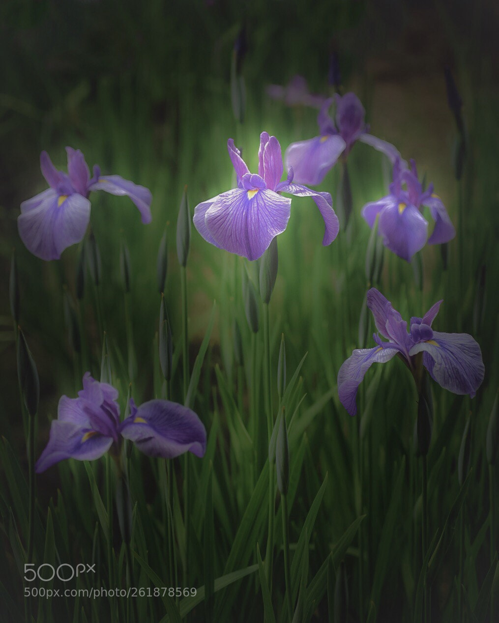 Nikon D850 sample photo. Iris ?? photography