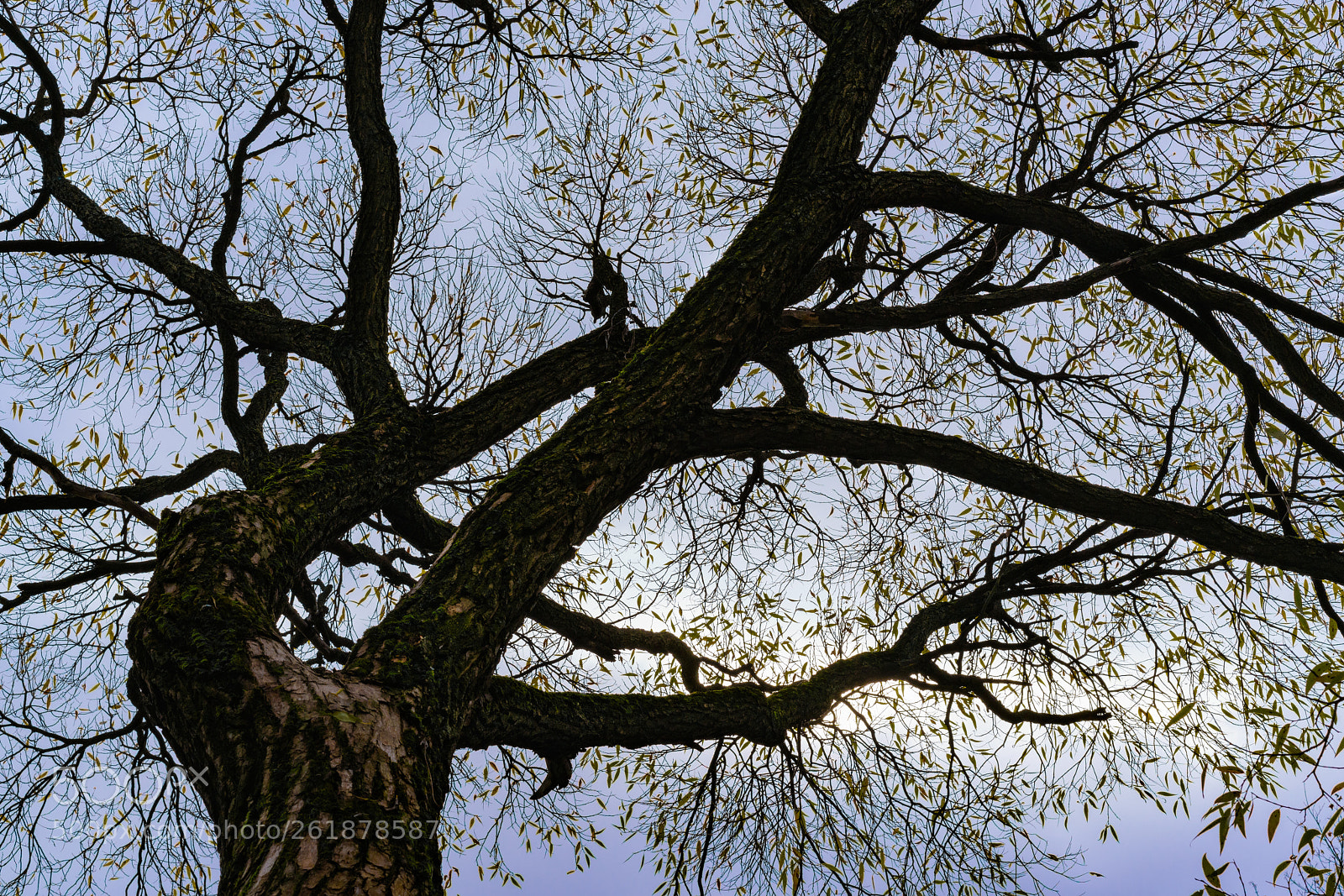 Sony a7R II sample photo. Autumn. tree. photography