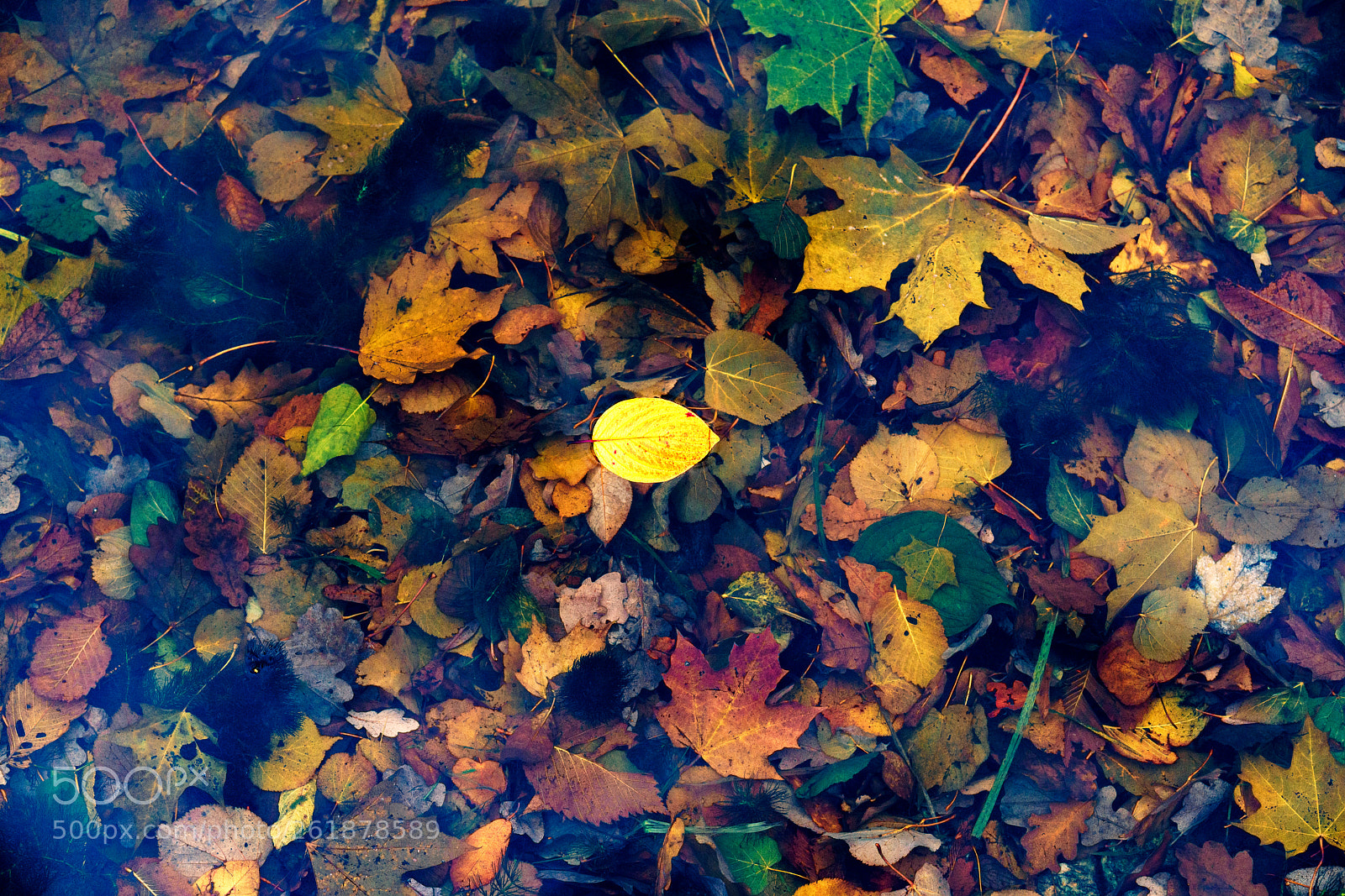 Sony a7R II sample photo. Autumn. fairy tale. photography
