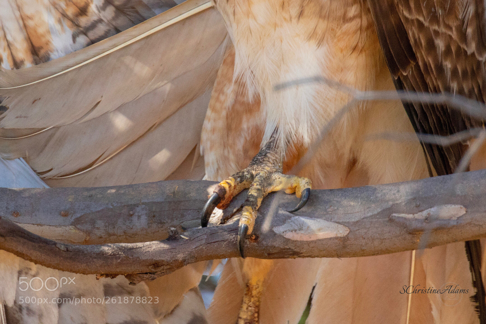Canon EOS 7D Mark II sample photo. Talon photography