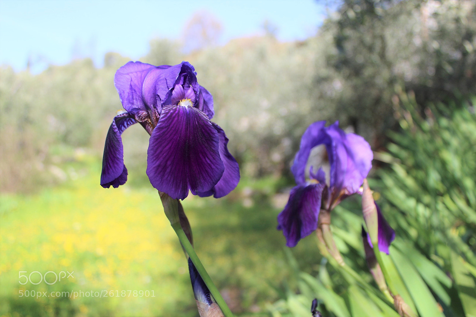 Canon EOS 1300D (EOS Rebel T6 / EOS Kiss X80) sample photo. Giaggiolo photography