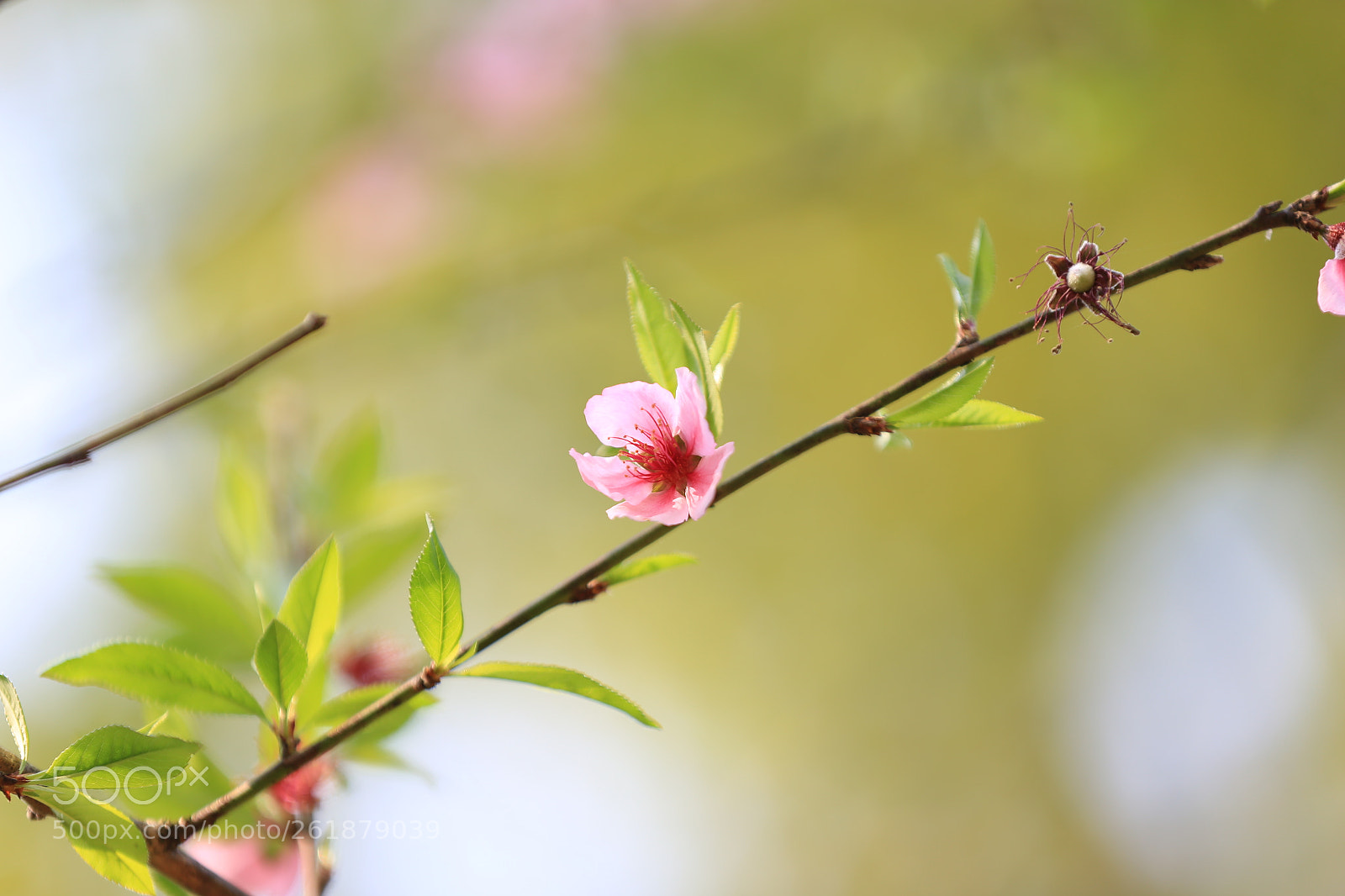 Canon EOS 6D sample photo. Đào photography