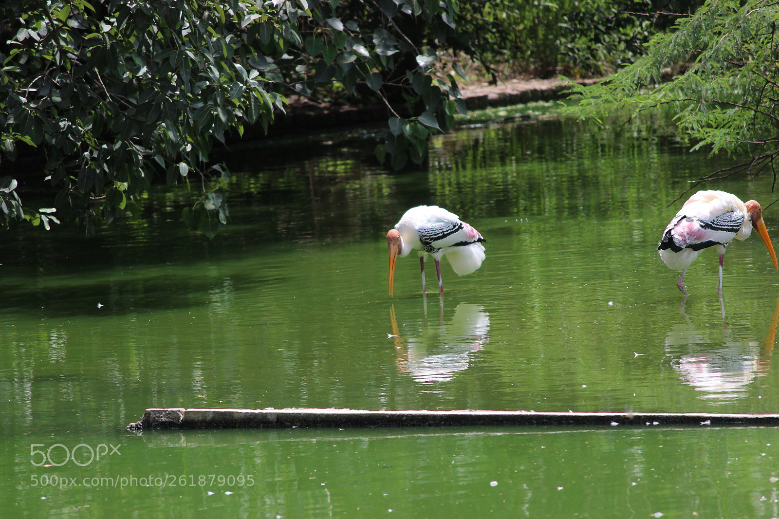 Canon EOS 600D (Rebel EOS T3i / EOS Kiss X5) sample photo. Flamingos photography