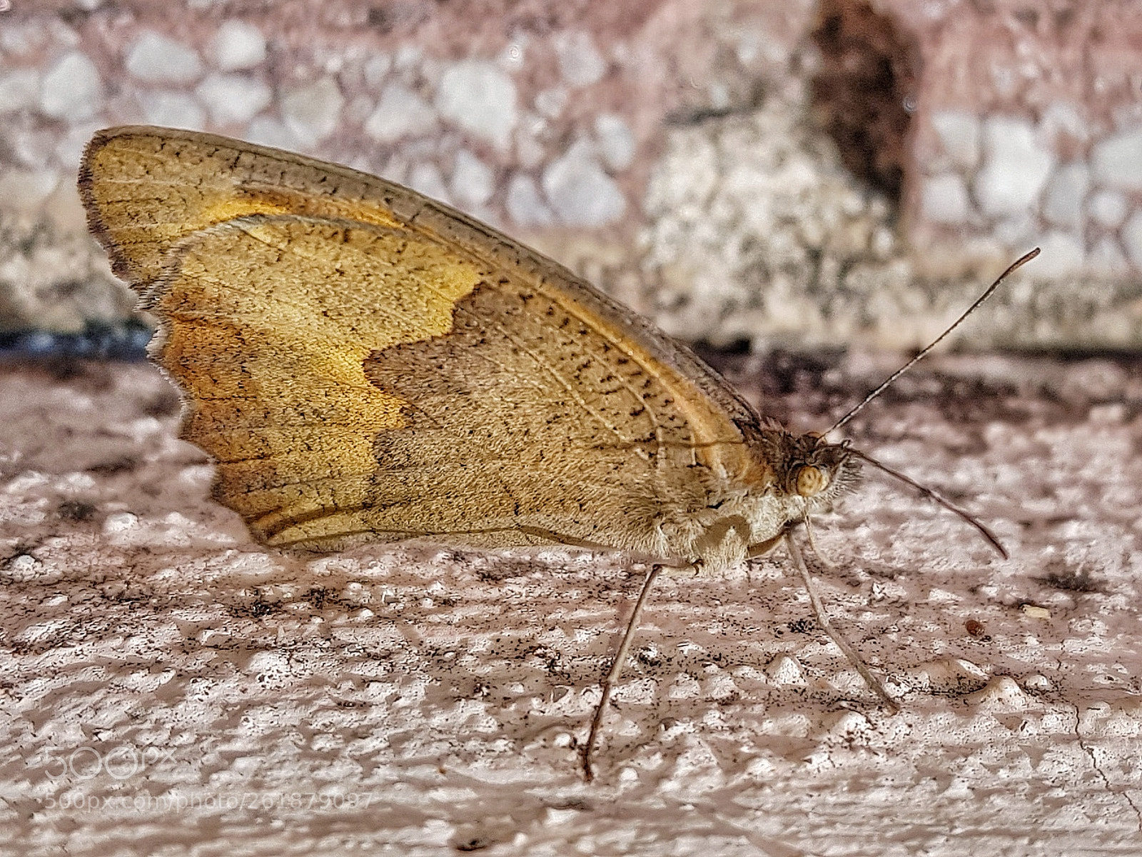 Samsung Galaxy S8+ sample photo. Mariposa photography