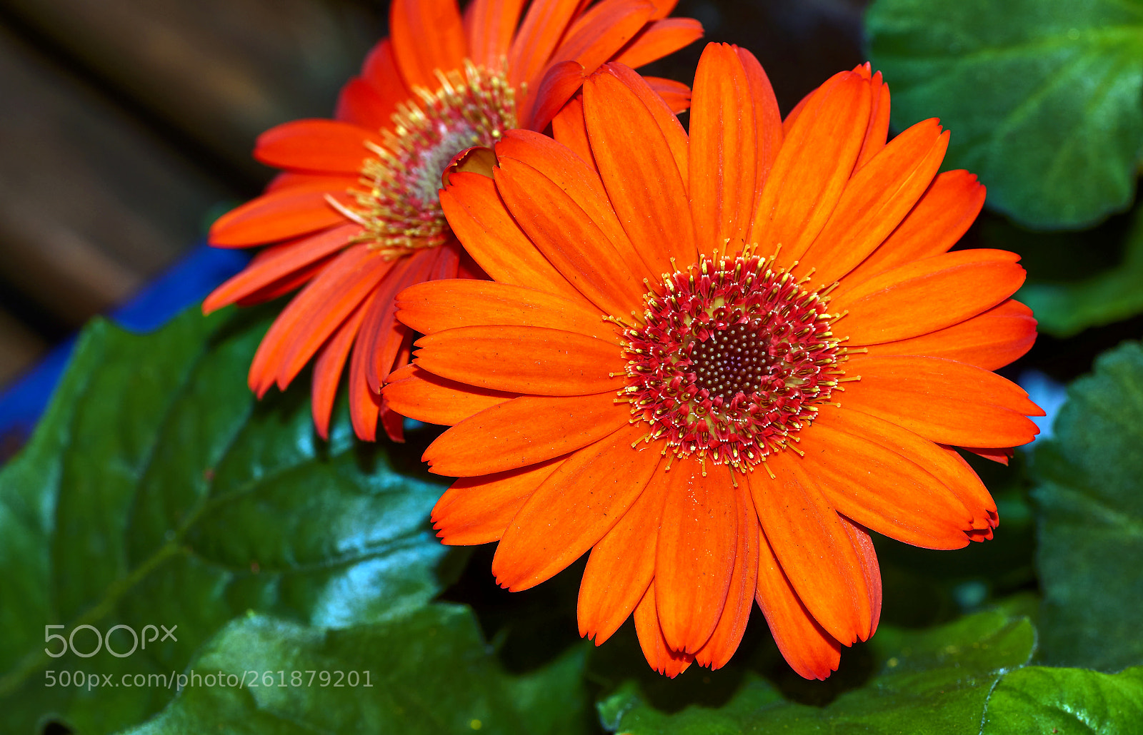 Sony SLT-A58 sample photo. Beautiful gerbera flower in photography