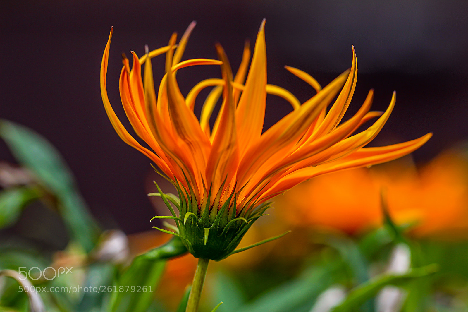 Canon EOS 700D (EOS Rebel T5i / EOS Kiss X7i) sample photo. Macro shots of beautiful photography