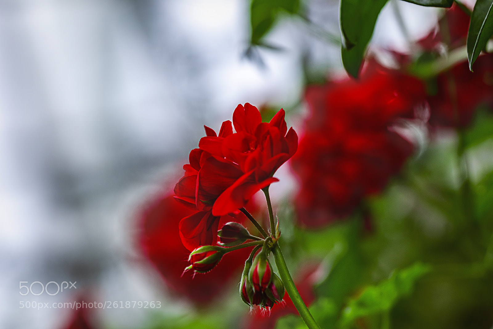 Canon EOS 700D (EOS Rebel T5i / EOS Kiss X7i) sample photo. Macro shots of beautiful photography