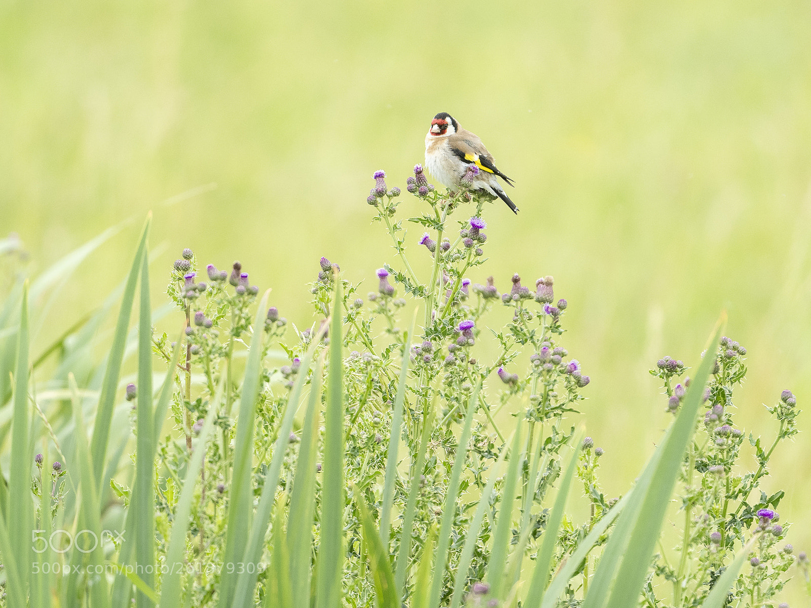 Nikon D500 sample photo. Goldfinch photography