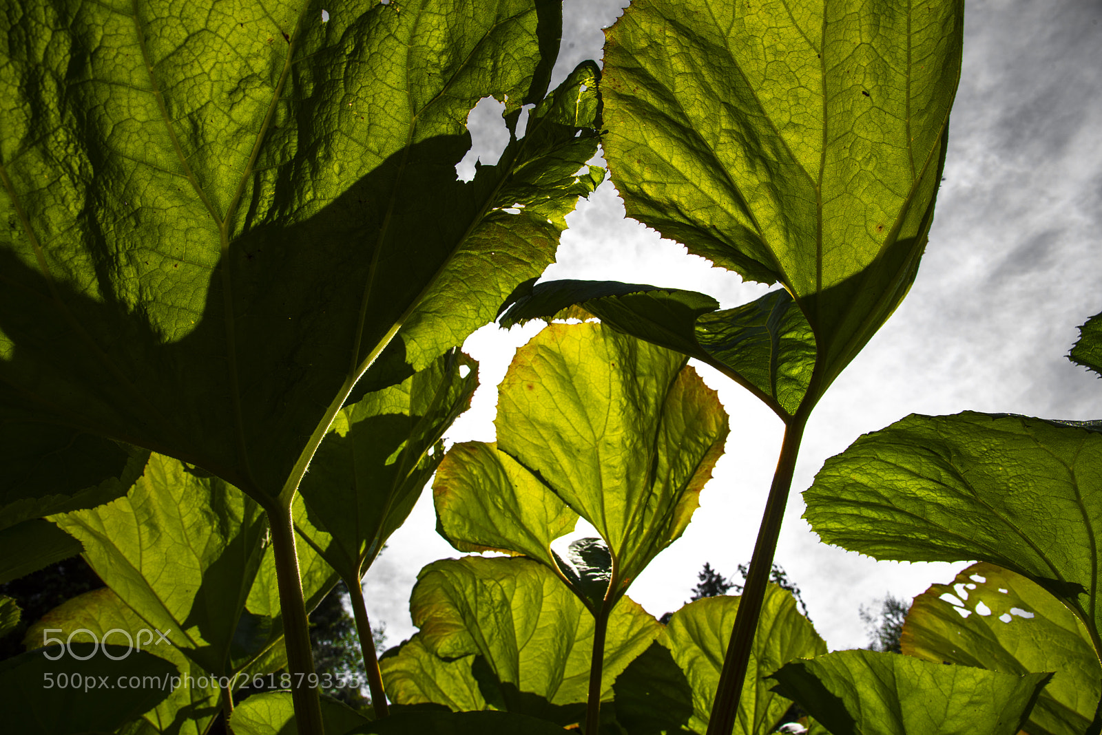 Nikon D750 sample photo. Transparent freedom photography