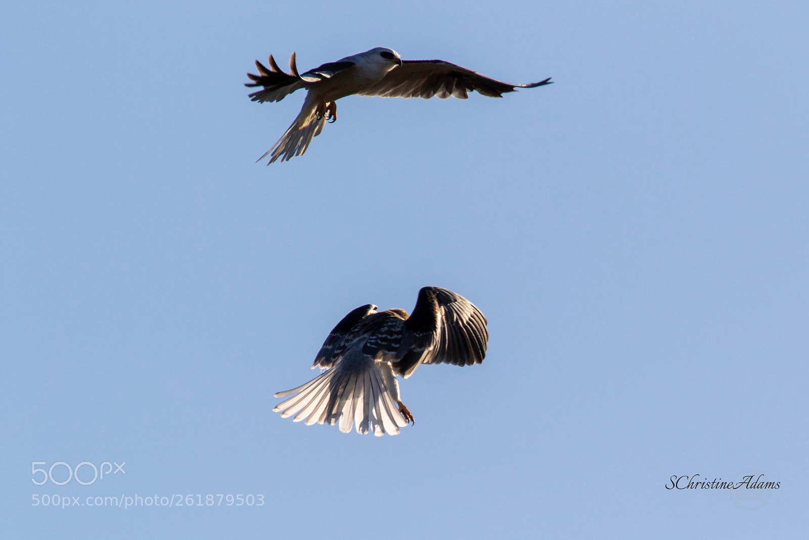 Canon EOS 7D Mark II sample photo. Fledgling & father kite photography