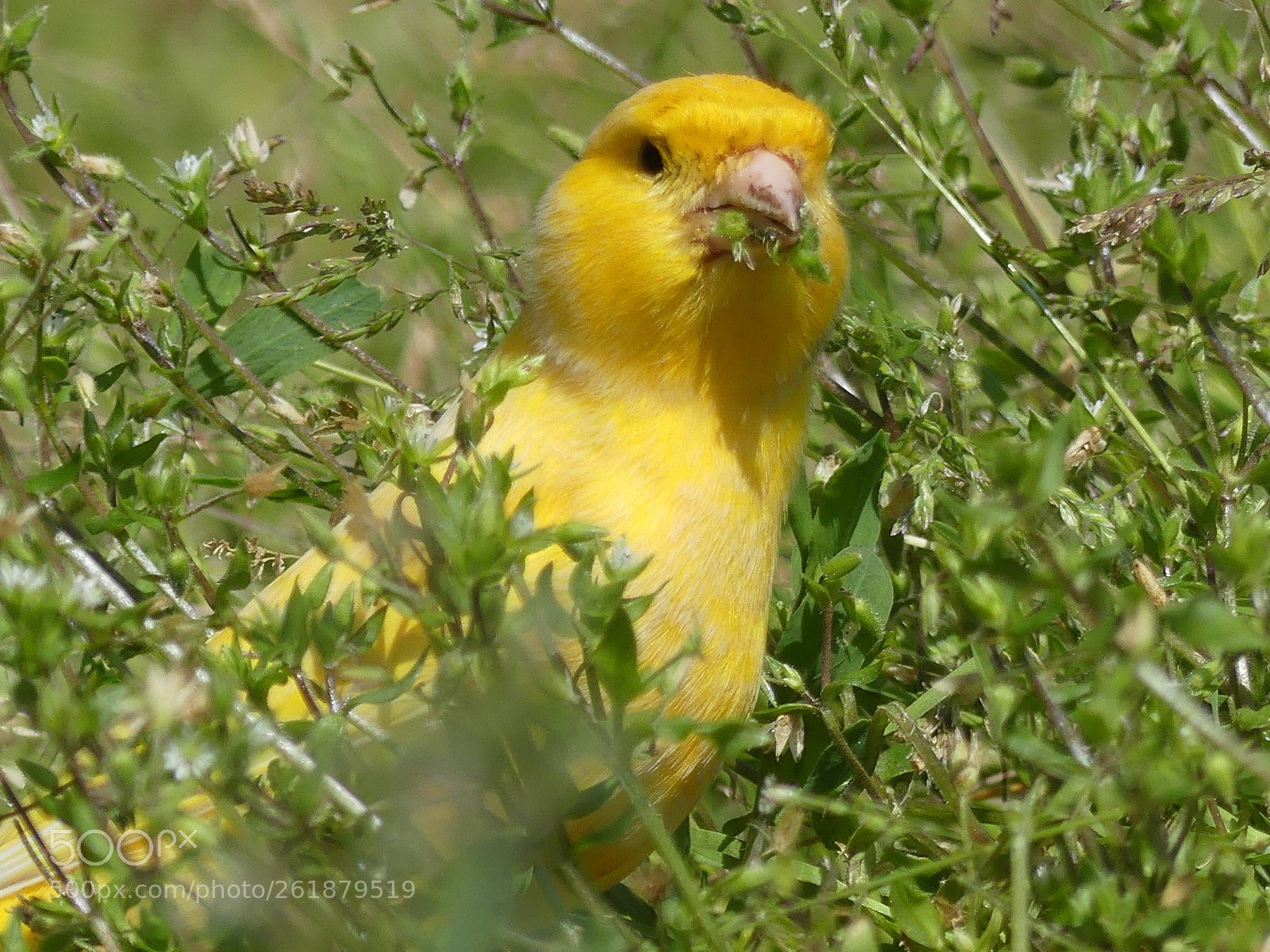 Panasonic Lumix DMC-FZ300 sample photo. Enjoy your freedom! photography