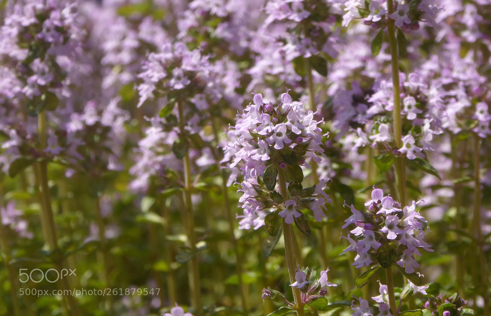 Panasonic Lumix DMC-ZS50 (Lumix DMC-TZ70) sample photo. Thyme tops photography