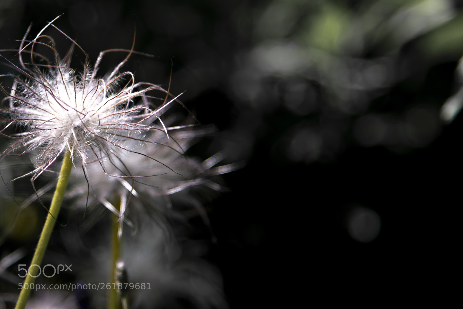 Nikon D750 sample photo. Look to the weeds photography