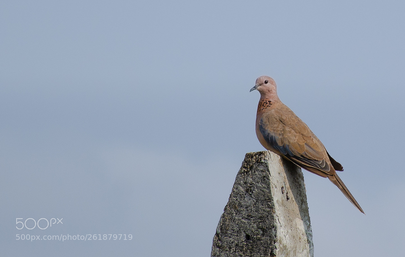 Nikon D7000 sample photo. Laughing dove photography