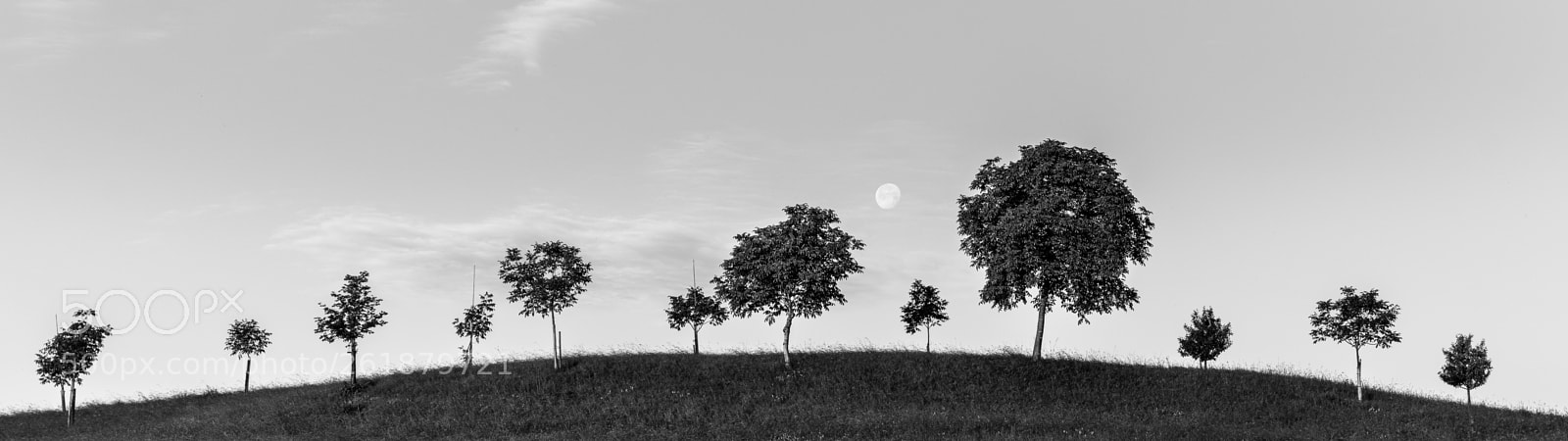 Sony a7R II sample photo. In row photography