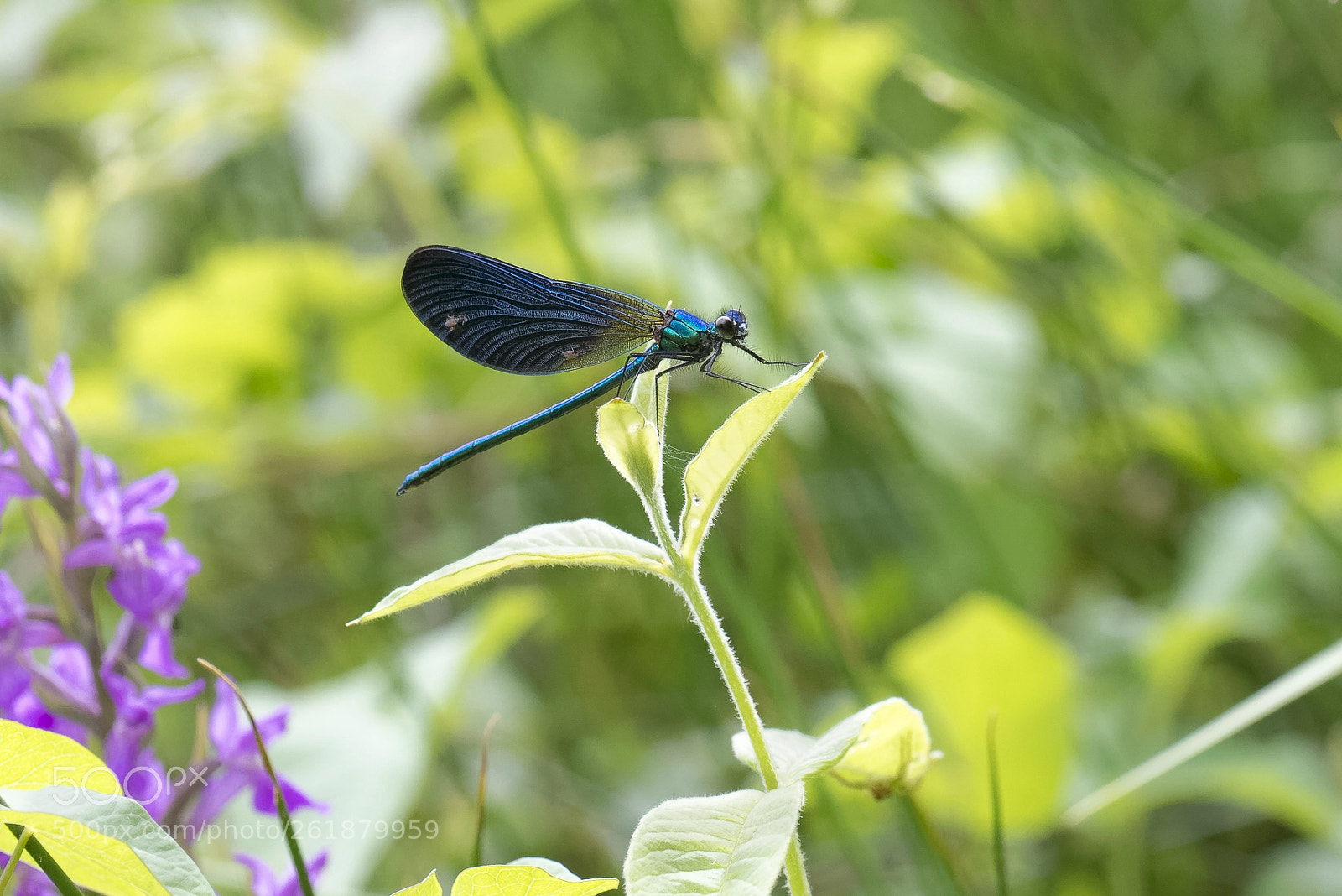 Nikon D800 sample photo. Ens le vivier 2 photography