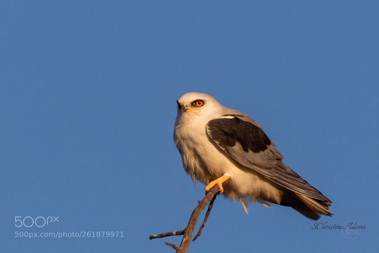 Canon EOS 7D Mark II sample photo. Beauty on a branch photography