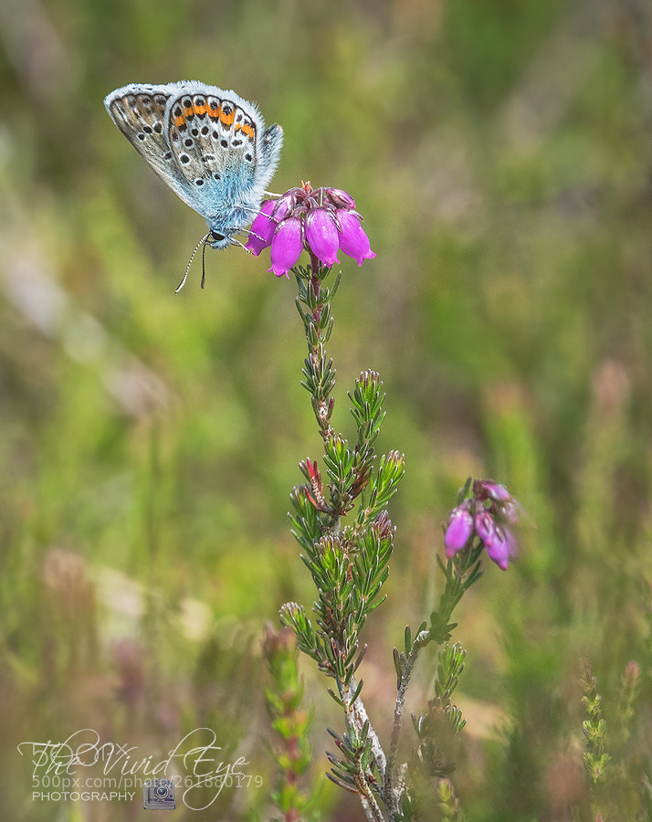 Fujifilm X-T2 sample photo. Silver studded blue photography