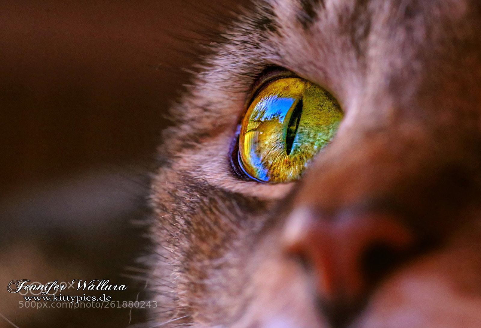 Canon EOS 6D sample photo. Eye focus photography