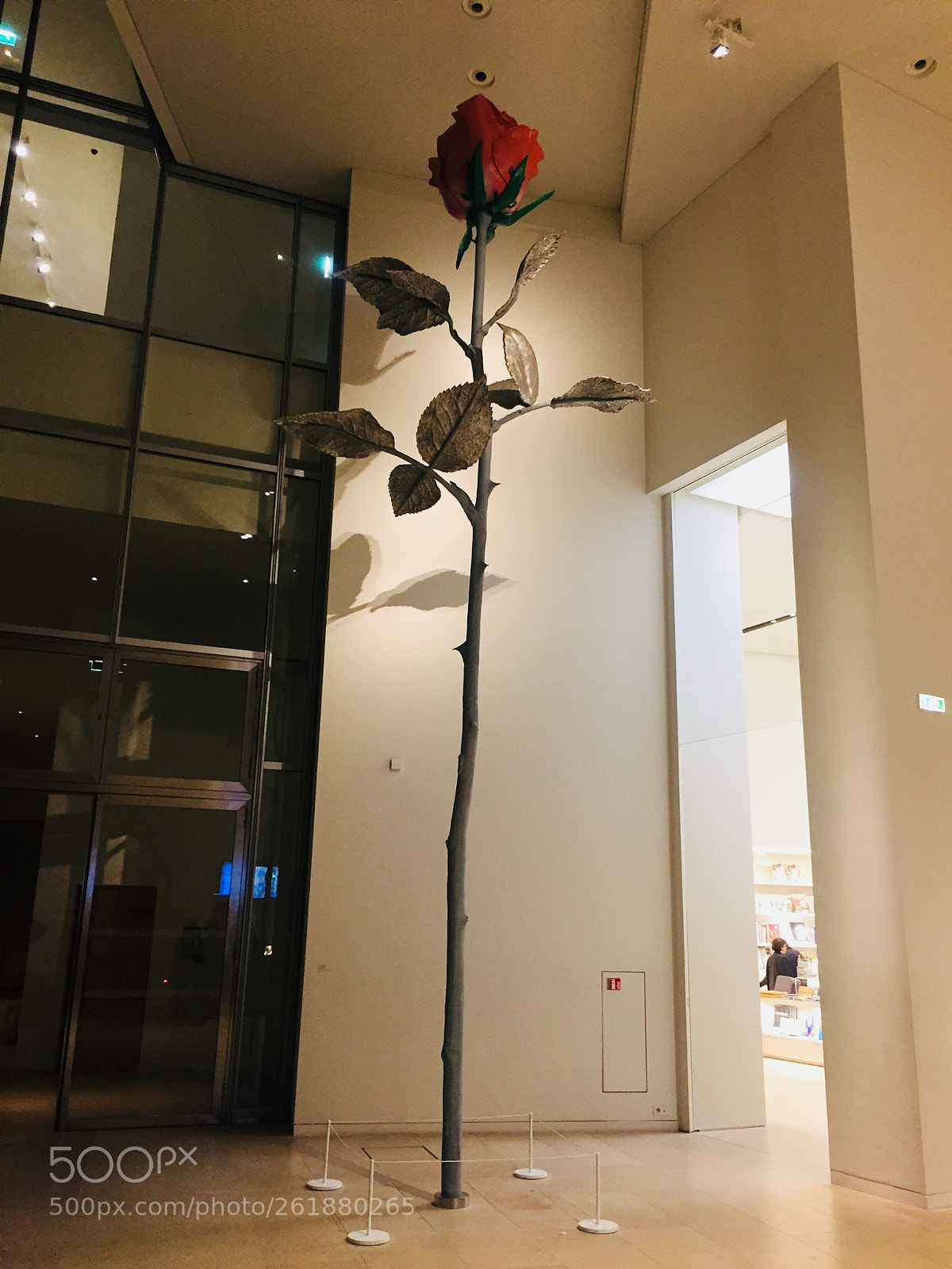 Apple iPhone 6 sample photo. A giant rose photography