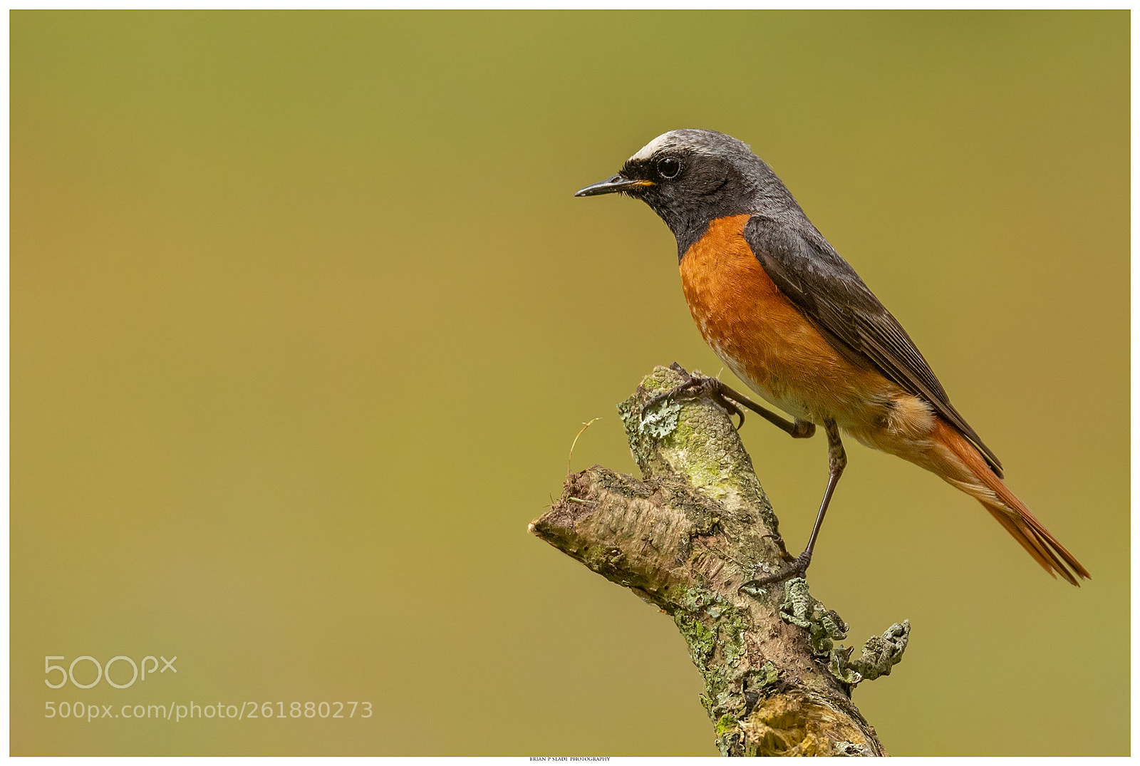 Canon EOS 5D Mark IV sample photo. Redstart in portrait photography
