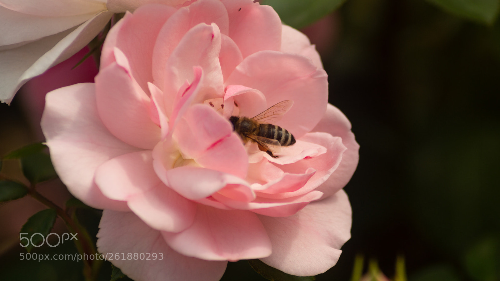 Sony SLT-A65 (SLT-A65V) sample photo. A rose and bee photography