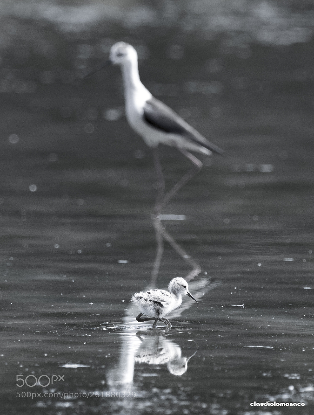 Nikon D500 sample photo. Black-winged stilt photography
