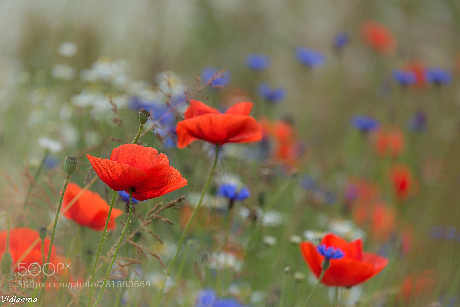 Nikon D610 sample photo. Beautiful field photography