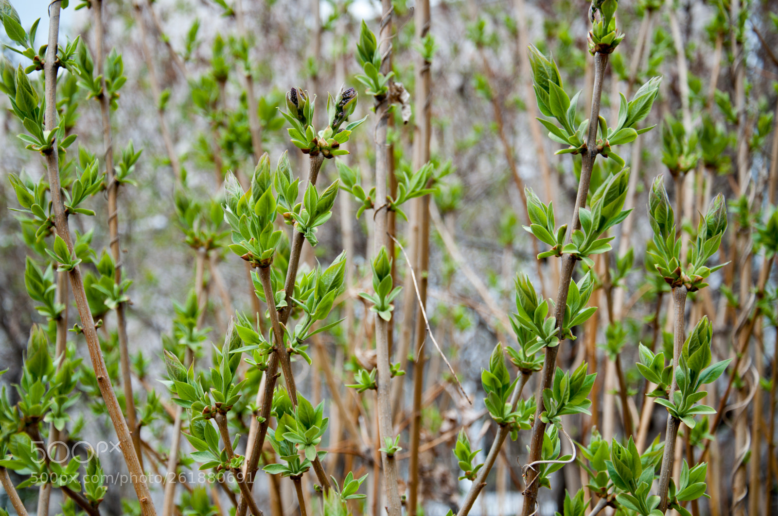 Nikon D5000 sample photo. Green photography