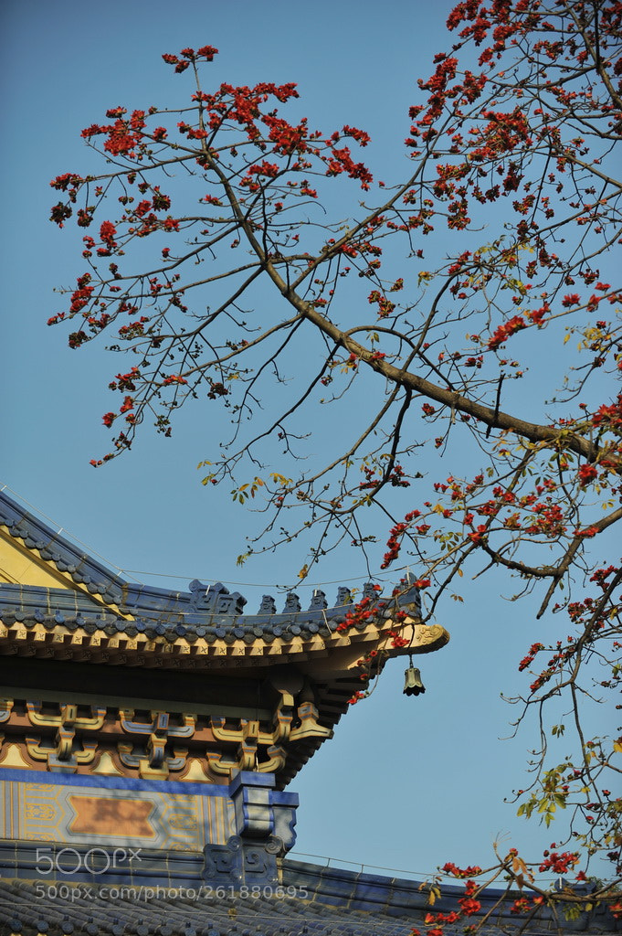 Nikon D700 sample photo. Kapok in sun yat-sen photography