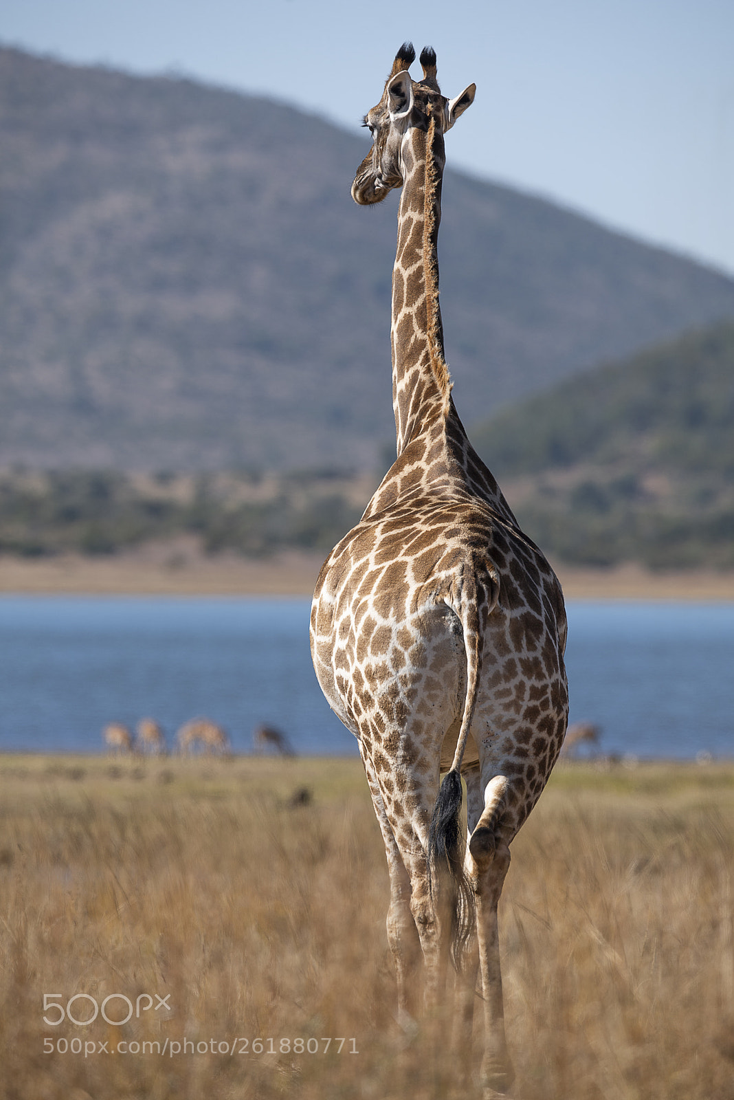 Nikon D750 sample photo. Giraffe overlooking its kingdom photography