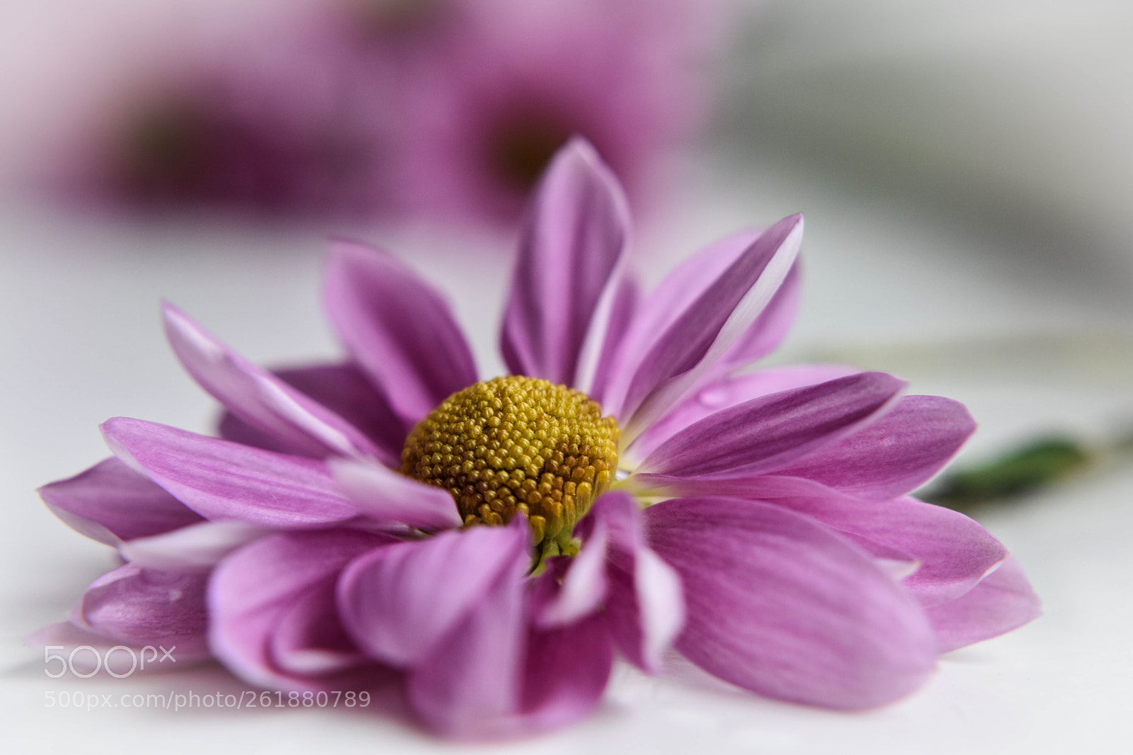 Nikon D5500 sample photo. F19 photography