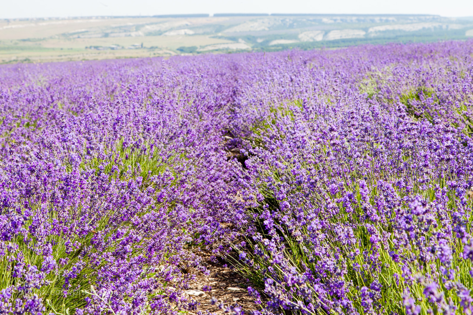 Canon EOS 5D Mark II sample photo. Field of blooming lavender photography