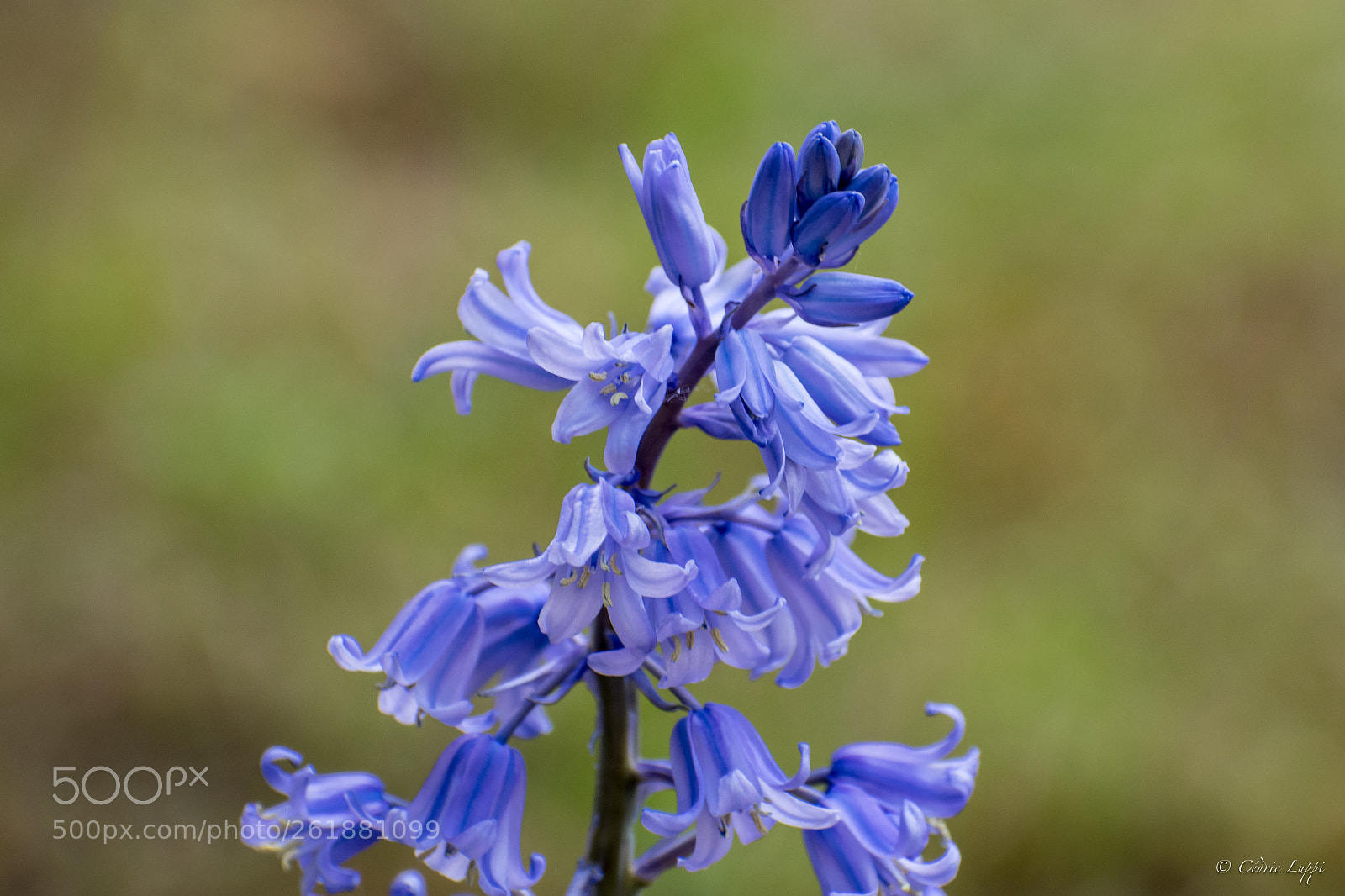 Nikon D5500 sample photo. Jacinthes (pas si) sauvages photography