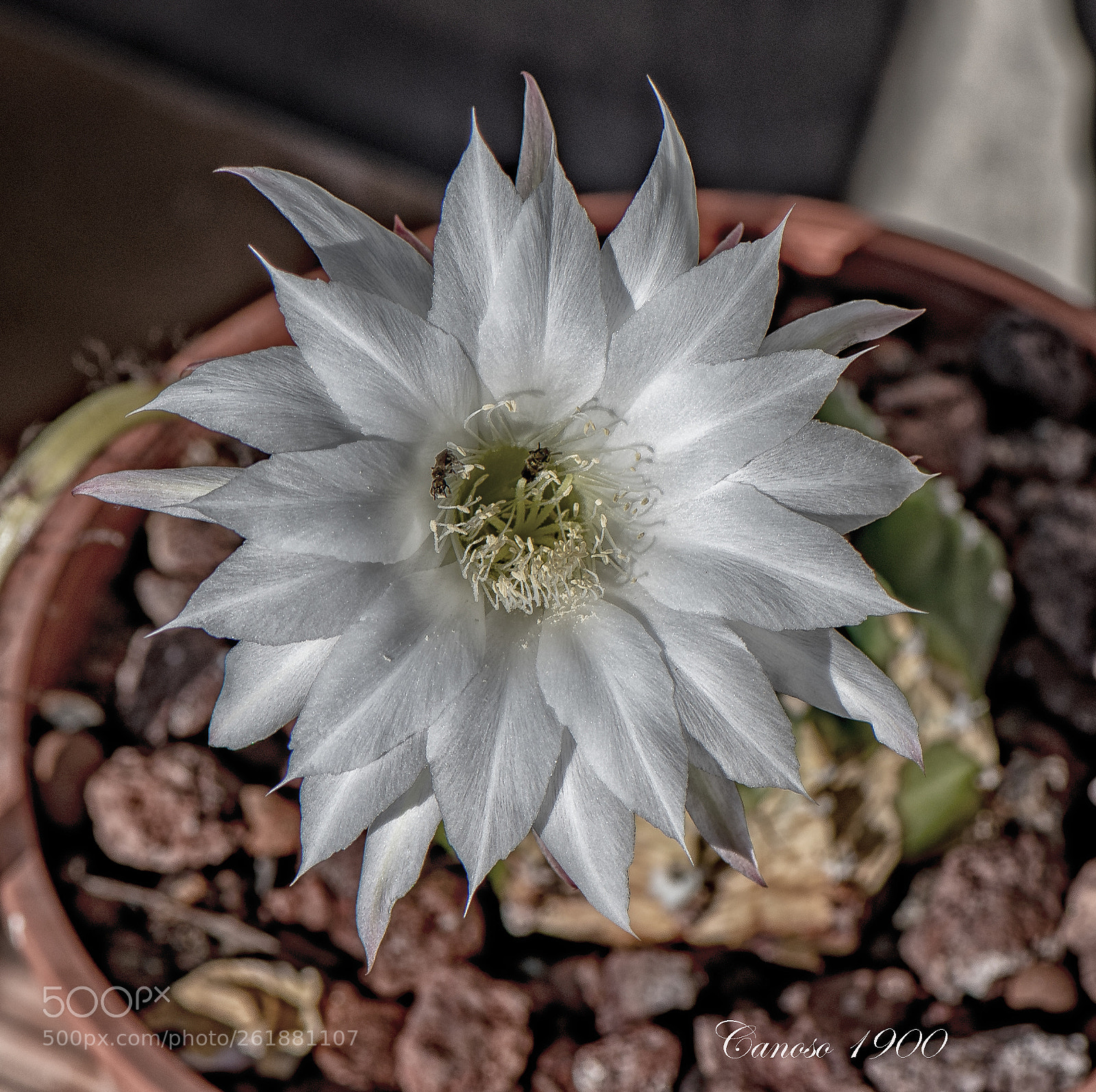 Nikon D810 sample photo. Cactus flor photography