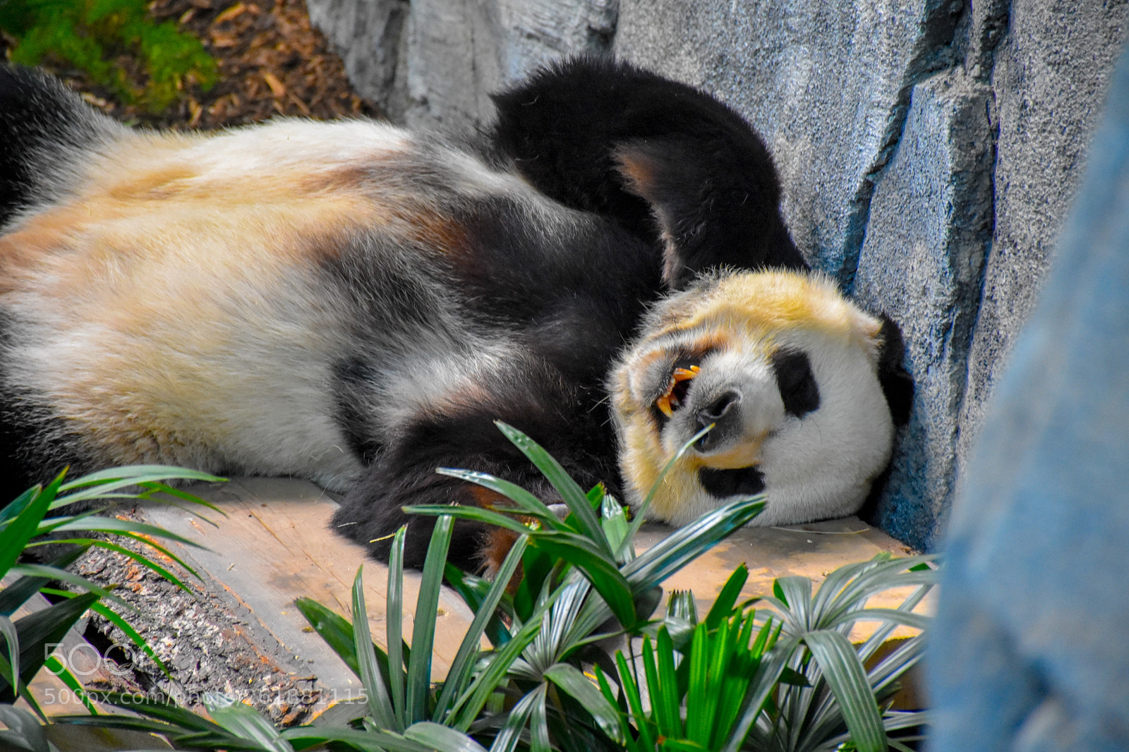 Nikon D7200 sample photo. Panda panda panda photography
