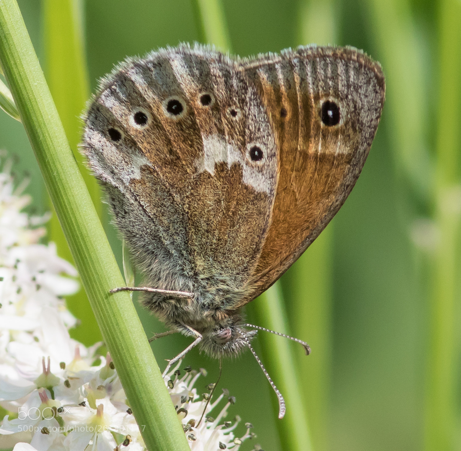 Canon EOS 7D Mark II sample photo. Large heath butterfly photography
