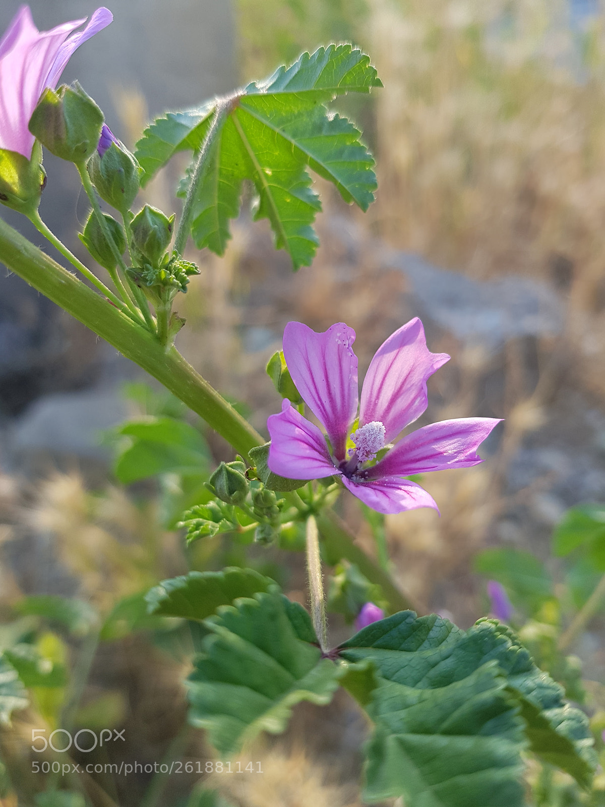 Samsung Galaxy S8+ sample photo. Untitled photography