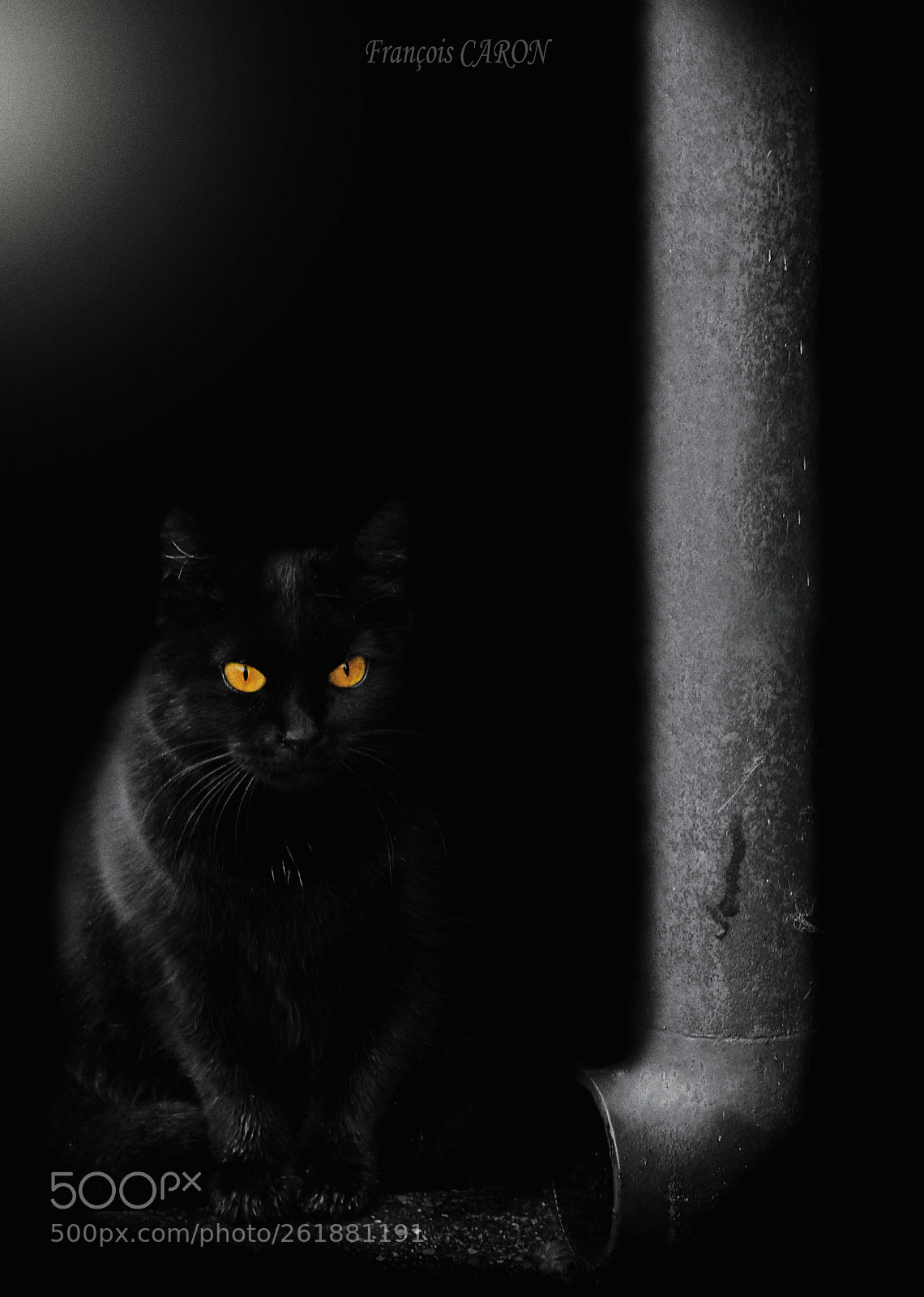Canon EOS 600D (Rebel EOS T3i / EOS Kiss X5) sample photo. Alley cat photography
