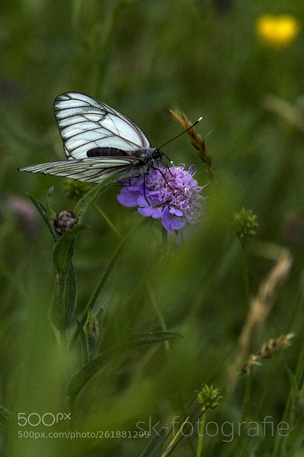 Nikon D4 sample photo. White butterfly photography