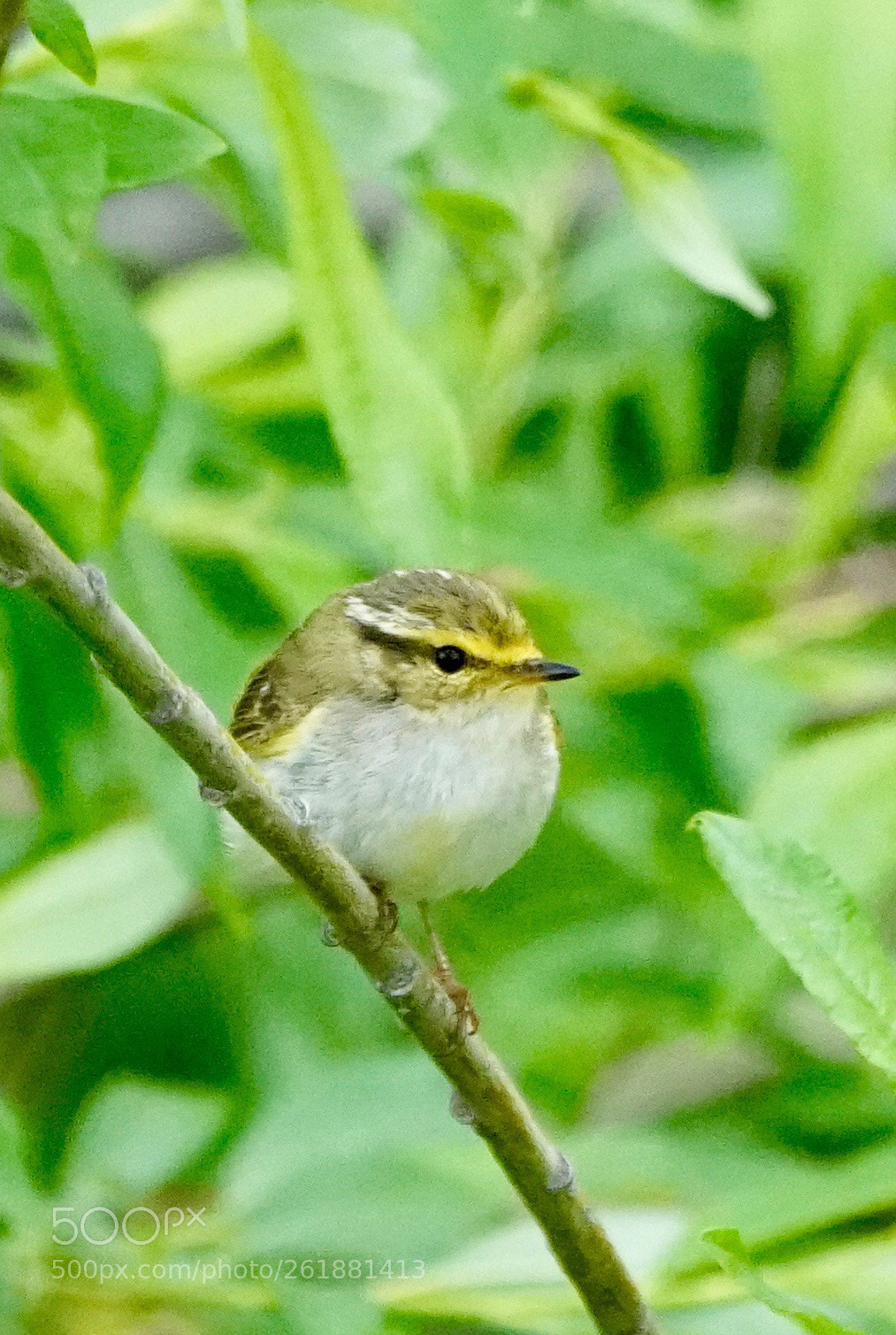 Sony a99 II sample photo. Yellow browed warbler photography