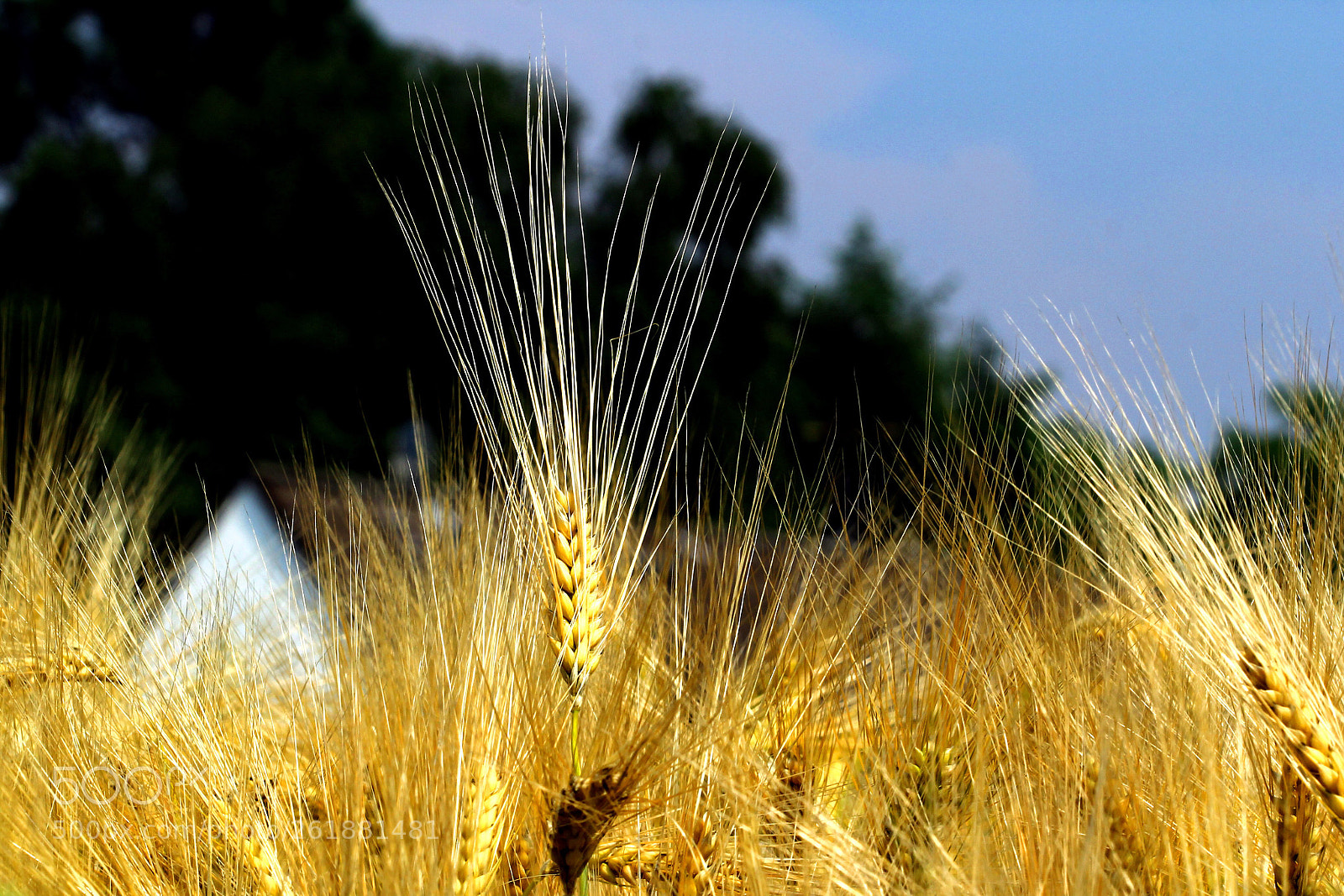 Canon EOS 60D sample photo. Korn 2 photography