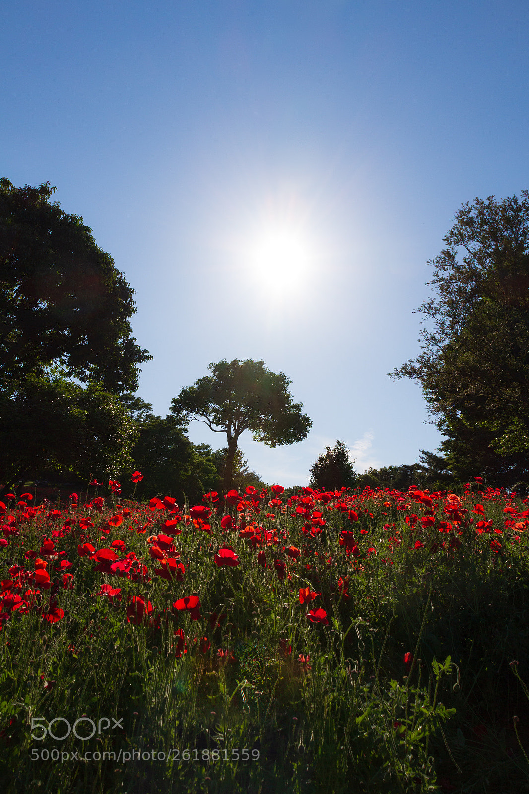 Canon EOS 650D (EOS Rebel T4i / EOS Kiss X6i) sample photo. Poppy field photography