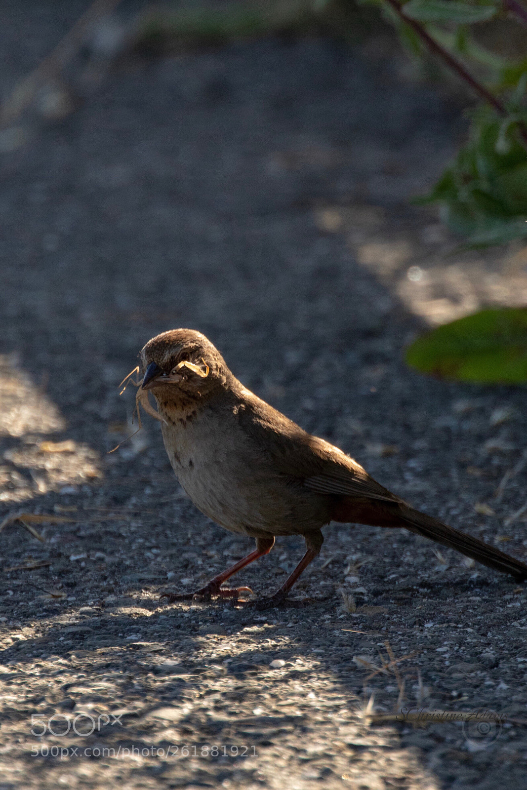Canon EOS 7D Mark II sample photo. Score! photography