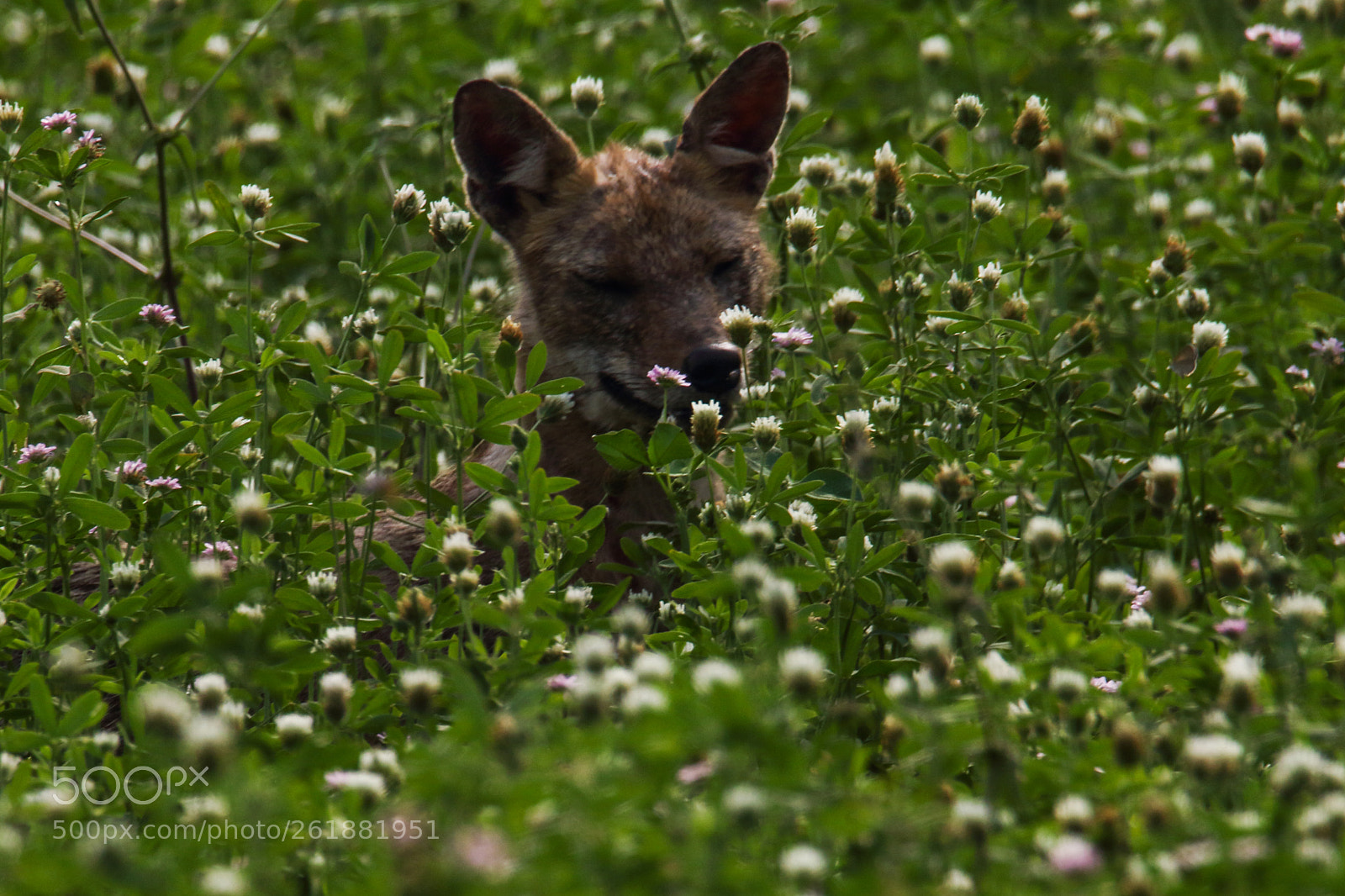 Canon EOS 7D Mark II sample photo. Golden jackal photography