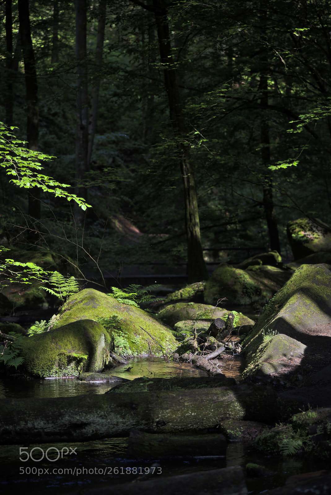 Nikon D750 sample photo. Creek47 photography