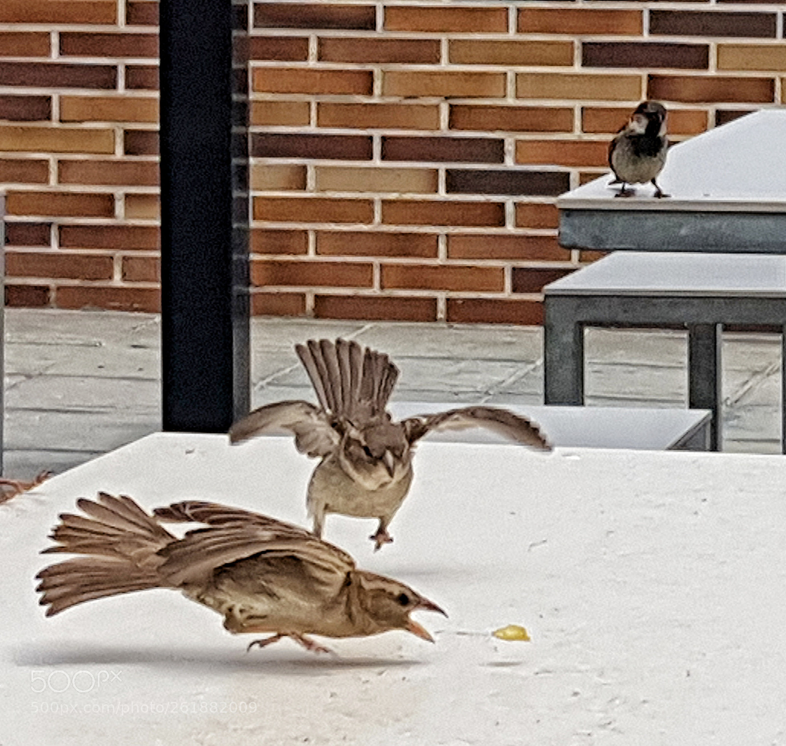 Samsung Galaxy S8+ sample photo. The fight photography