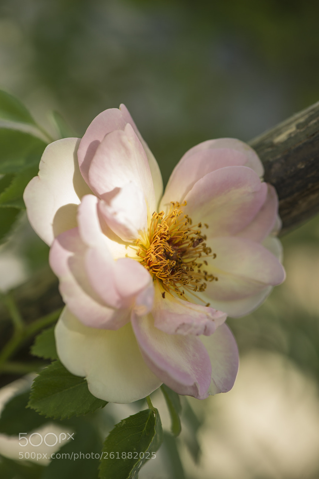 Nikon D600 sample photo. Pink rose photography